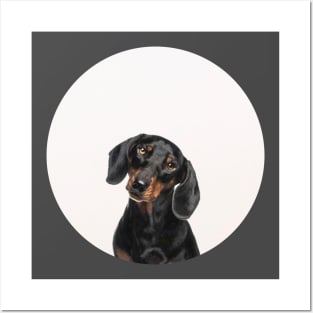 Dachsy the Dachshound Dog Posters and Art